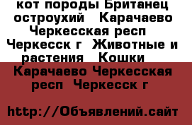 кот породы Британец остроухий - Карачаево-Черкесская респ., Черкесск г. Животные и растения » Кошки   . Карачаево-Черкесская респ.,Черкесск г.